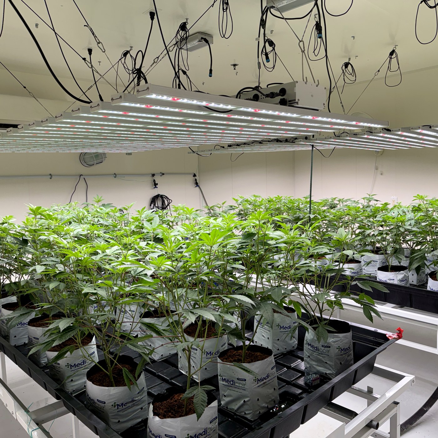 Bonsai grow room — craft cannabis cultivation