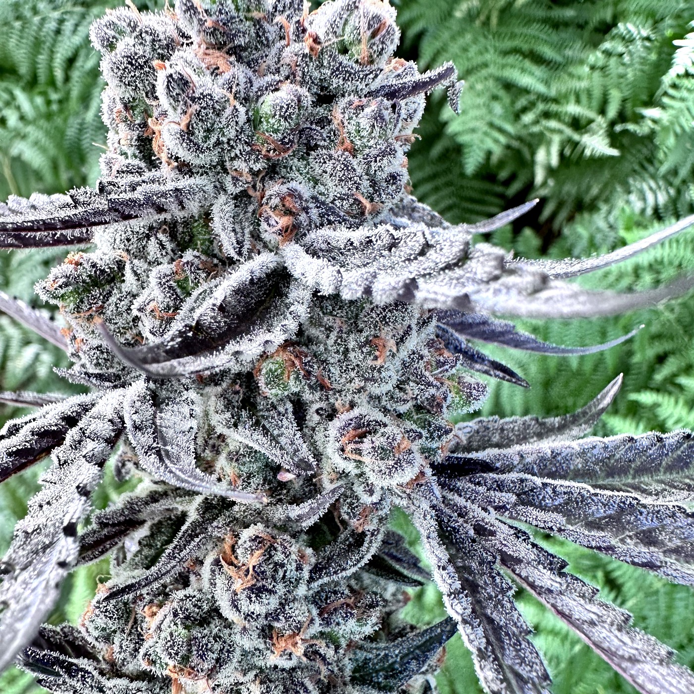 Bonsai cannabis flower — trichome-covered bud on the plant