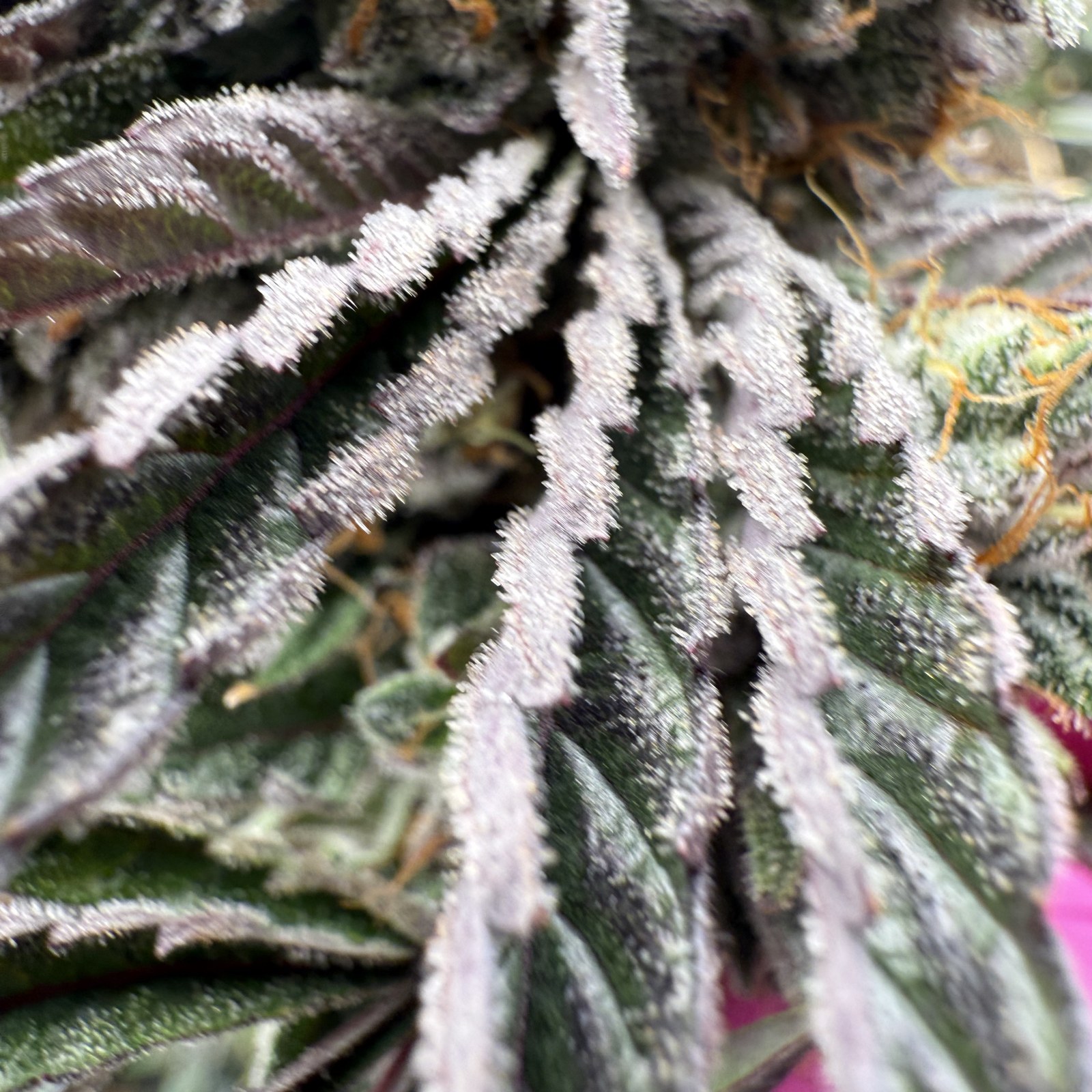 Macro detail of cannabis trichomes — the biology behind the science